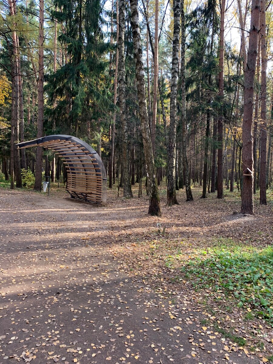 Мещерские леса величественны как кафедральные соборы. Мещёра национальный парк. Мещерский лес парк. Москва Мещерский Бор.