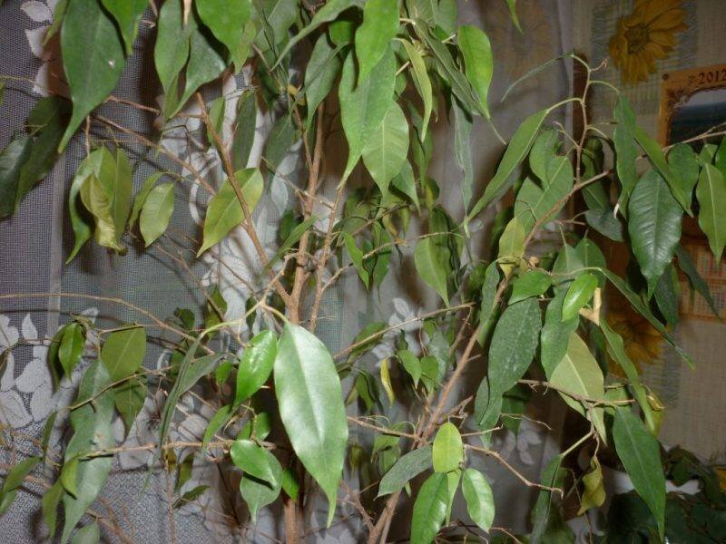 Прекрасный Фикус Бенджамина теряет листья? Несколько простых рекомендаций как помочь растению