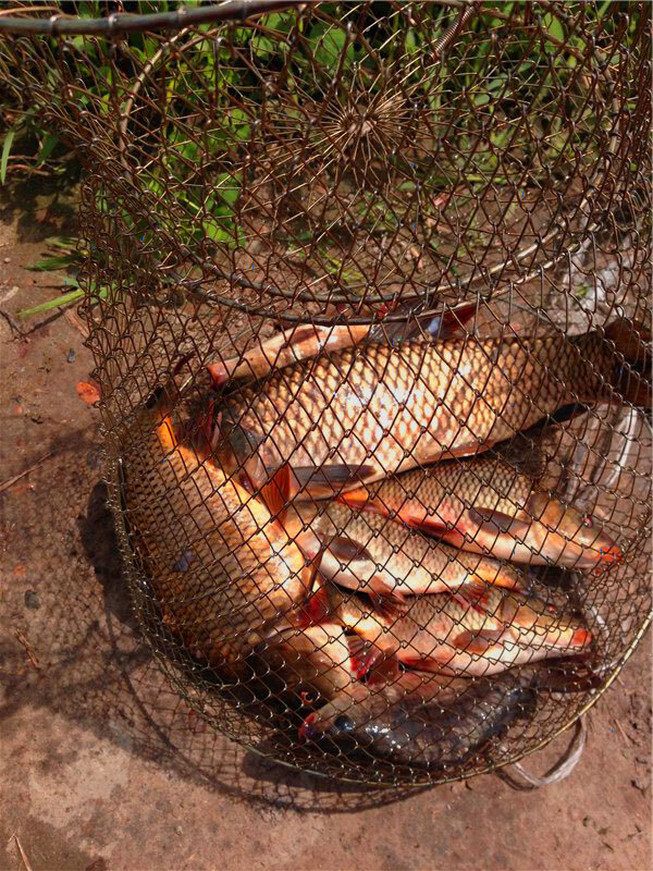 Садок с рыбой