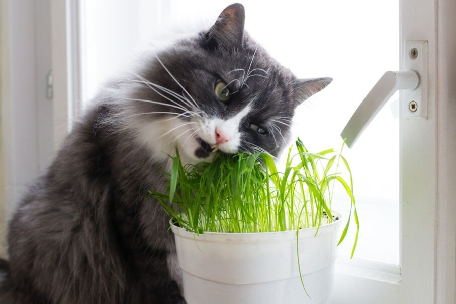 https://yandex.ru/images/search?pos=34&from=tabbar&img_url=https%3A%2F%2Fimage.shutterstock.com%2Fz%2Fstock-photo-cat-eat-grass-597959525.jpg&text=%D0%BA%D0%BE%D1%82%20%D0%B5%D1%81%D1%82%20%D1%82%D1%80%D0%B0%D0%B2%D1%83&rpt=simage
