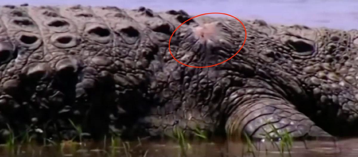 На берегах реки Рузизи в Бурунди скрывается чудовище почти мифических размеров - Густав, людоед-крокодил съел почти 400 человек! Он живёт уже более 60 лет и, его до сих пор никто не смог поймать!-2