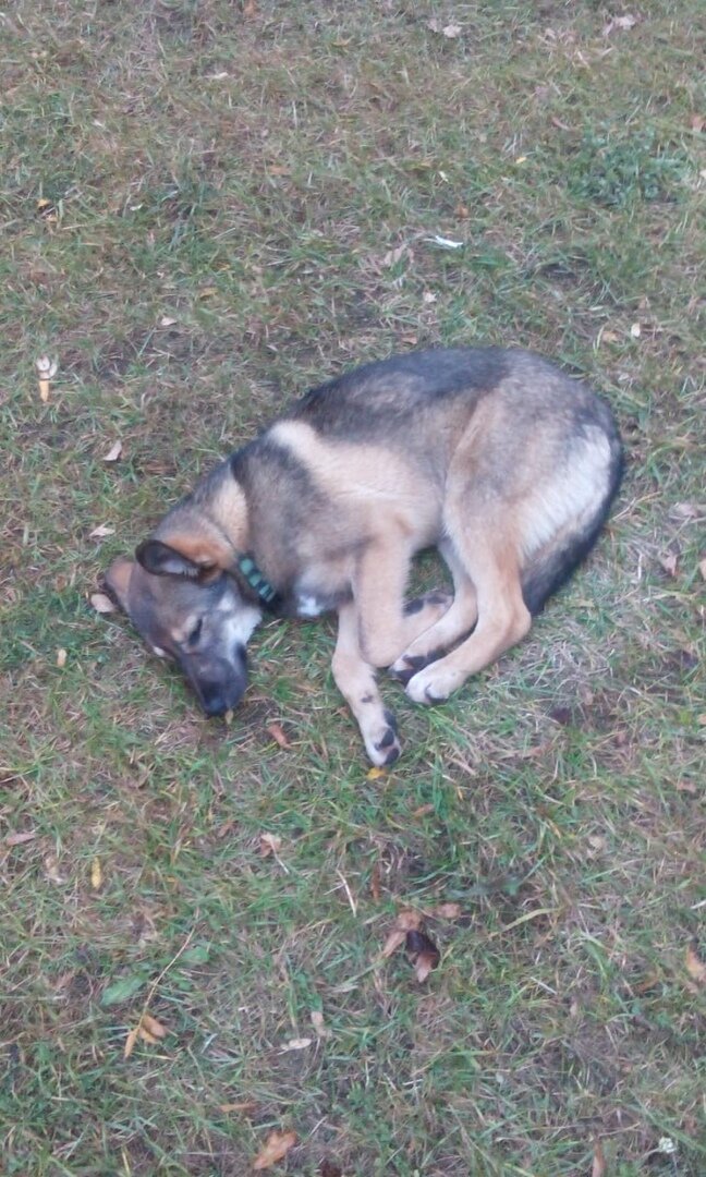 Собака Руслана из Банды Дворян