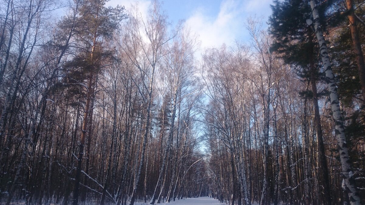 Фото авторское. Подмосковье зимой.