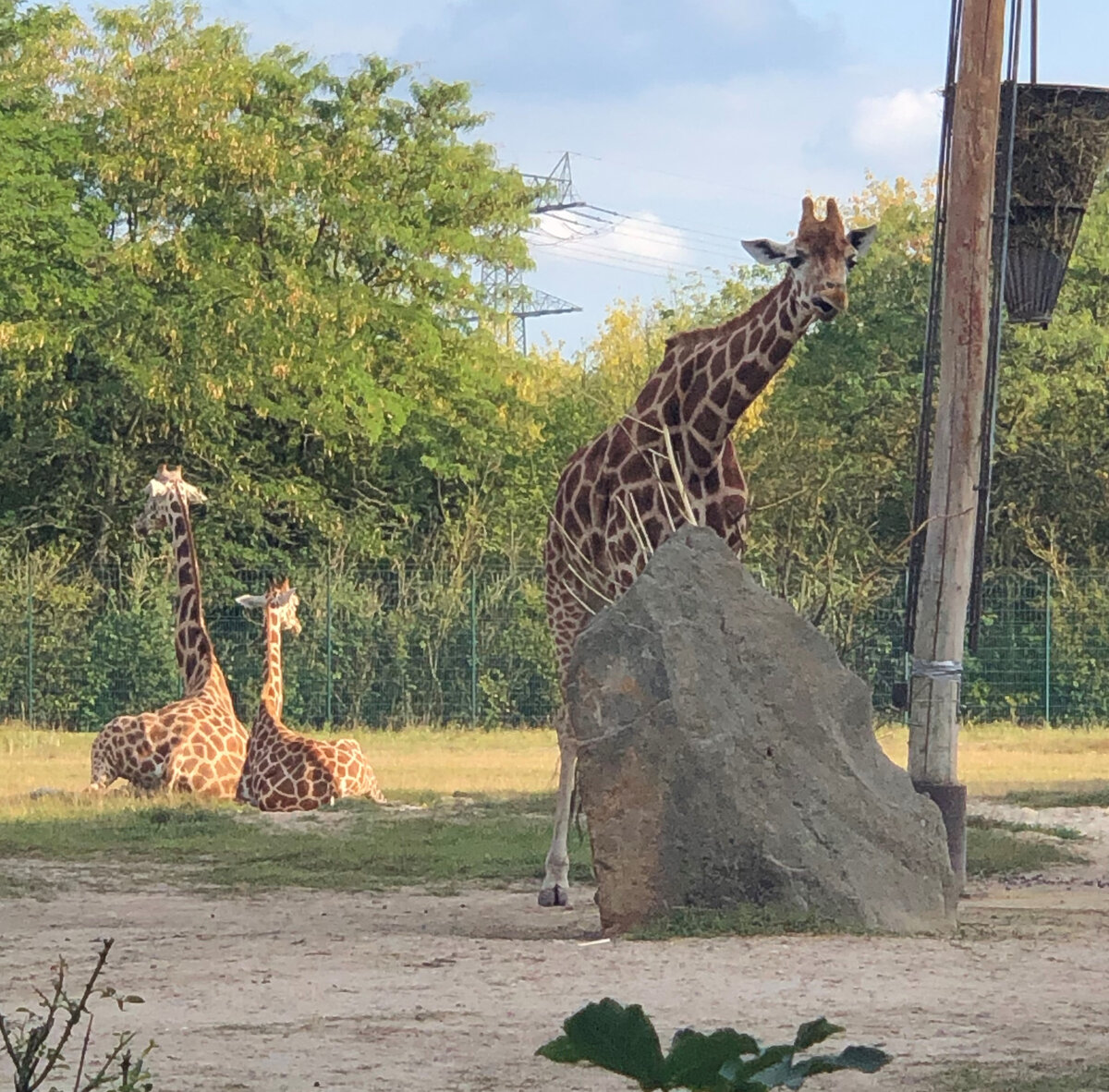 Жирафы в tierpark