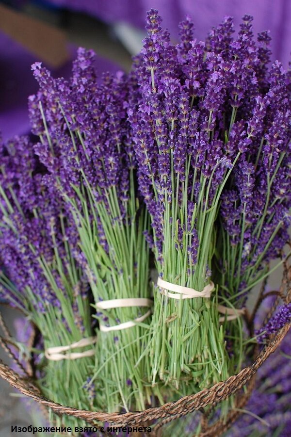 Изображение взято с интернета