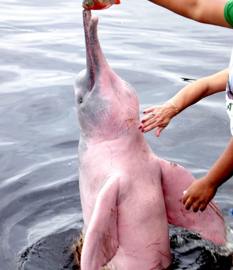 Амазонский дельфин 4. Дельфин боуто. Амазонский Дельфин боуто. Розовыми амазонскими речными дельфинами. Амазонский розовый Дельфин.