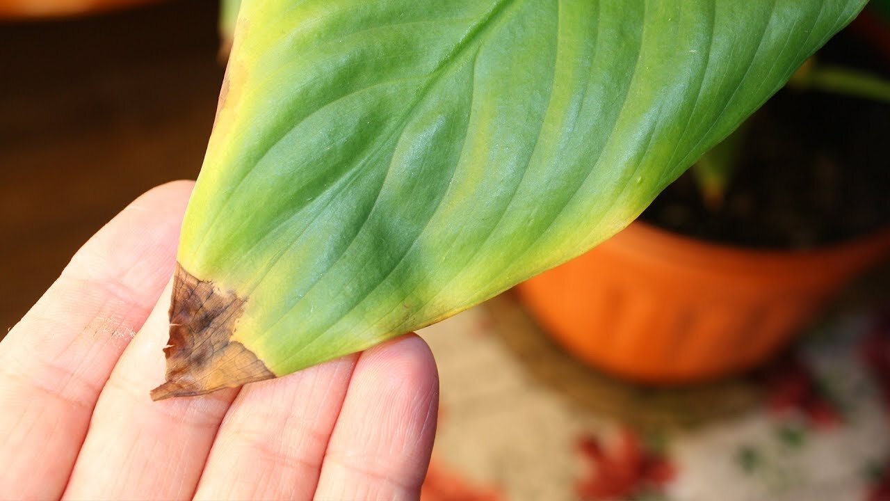Спатифиллум болезни листьев