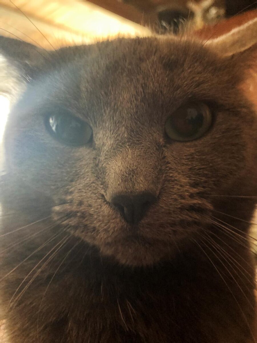 Мою кошку зовут Шеба, нет это не в честь корма для кошек “Sheba”.
Мы ее подобрали на улице, брошенной. Пару раз мы приезжали и подкармливали, но на третий раз с отцом ее забрали. Когда мама узнала, хотела выгнать, но полюбила, теперь кошечка стала любимцем и ручной. И как вы видите, фотография ее удачная