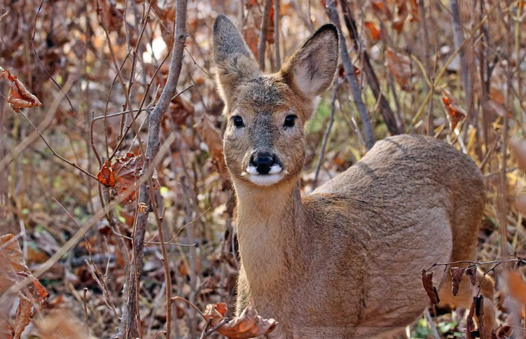 Косуля в осеннем лесу