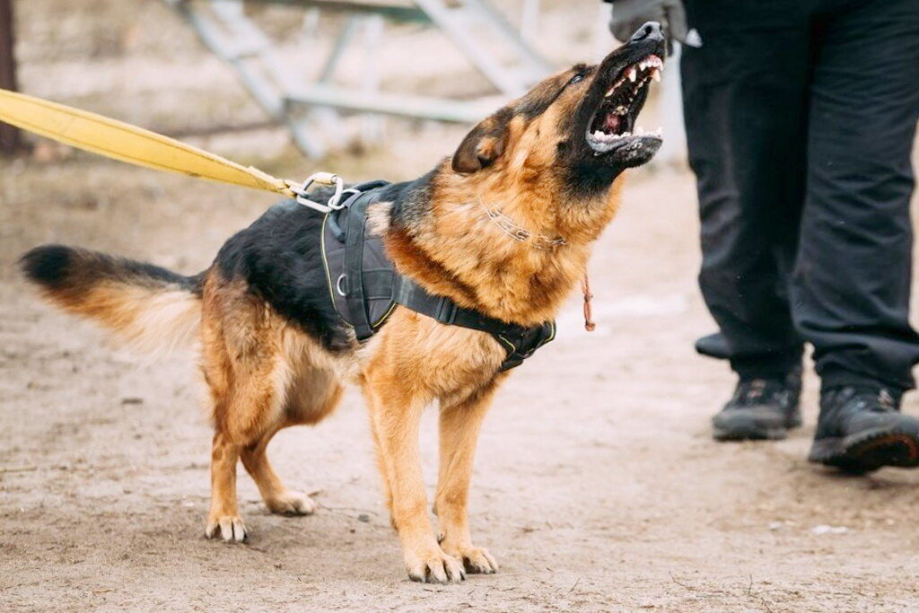 источник фото яндекс картинки