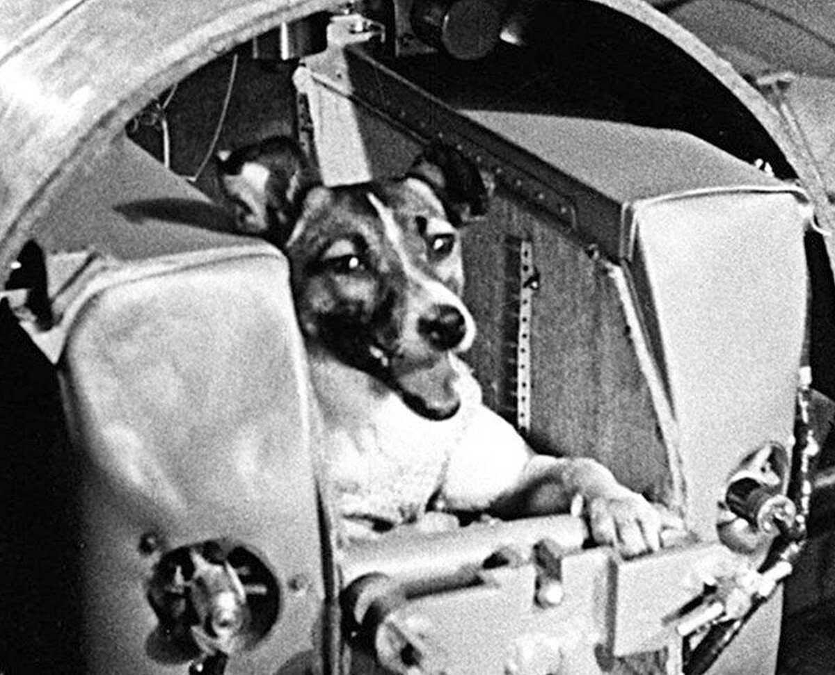 Первопроходец космоса собака - Лайка.