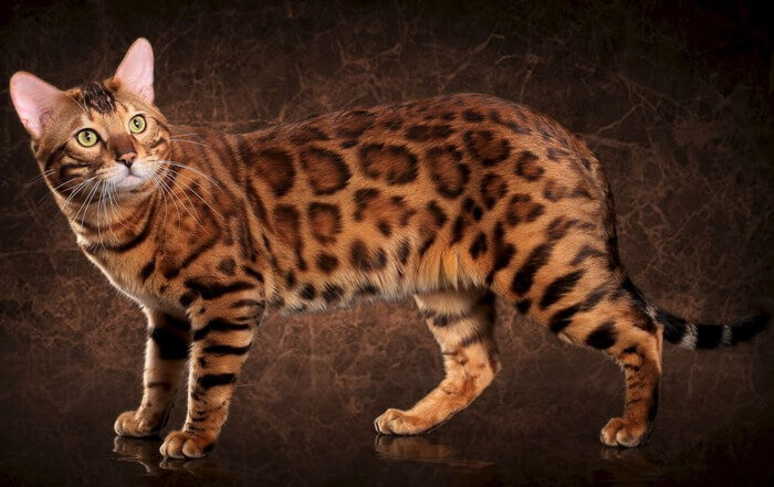 По внешнему виду этот кот с золотисто-оранжевым окрасом — настоящий мини-леопард. По всему его телу виднеются пятна черного или шоколадного цвета. Движения бенгала полны изящества, а в характере сплелись черты дикого зверя и домашней кошки. Эти звери преданны хозяевам, контактны, и при этом обожают игры в охоту. С удовольствием бегают за бумажкой или игрушечной мышкой. 
Появилась бенгальская порода в результате скрещивания домашнего черного кота и дикой бенгальской кошки по имени Малайзия, которую биолог Джин Милл купила еще котенком.