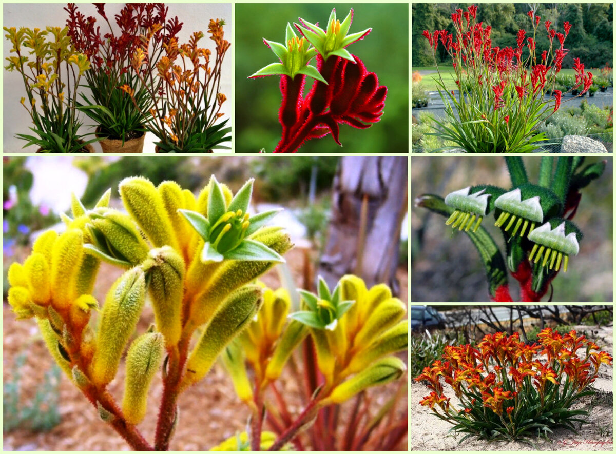 5 Самых необычных цветущих растений родом из Австралии, которые очень хотелось бы заиметь в своем саду