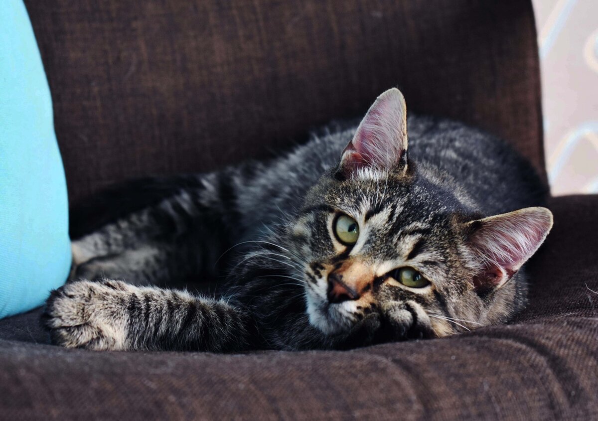 Это котик Камыш, сейчас он в новом доме. Его подобрали на улице, вылечили и нашли ему новый дом. Как он оказался на улице? Может, кто-то не рассчитал свои силы, покупая котенка?