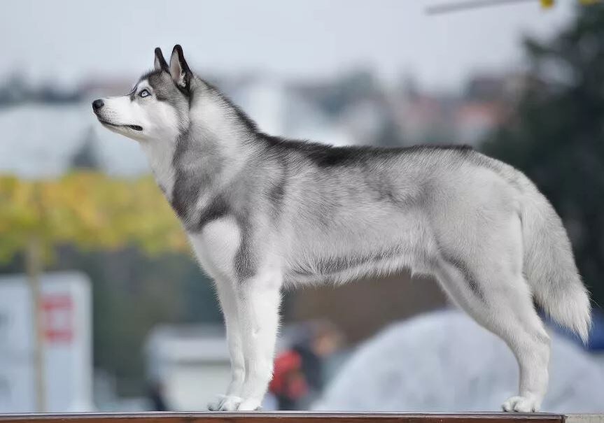 Изображение взято с сайта siberians.ru