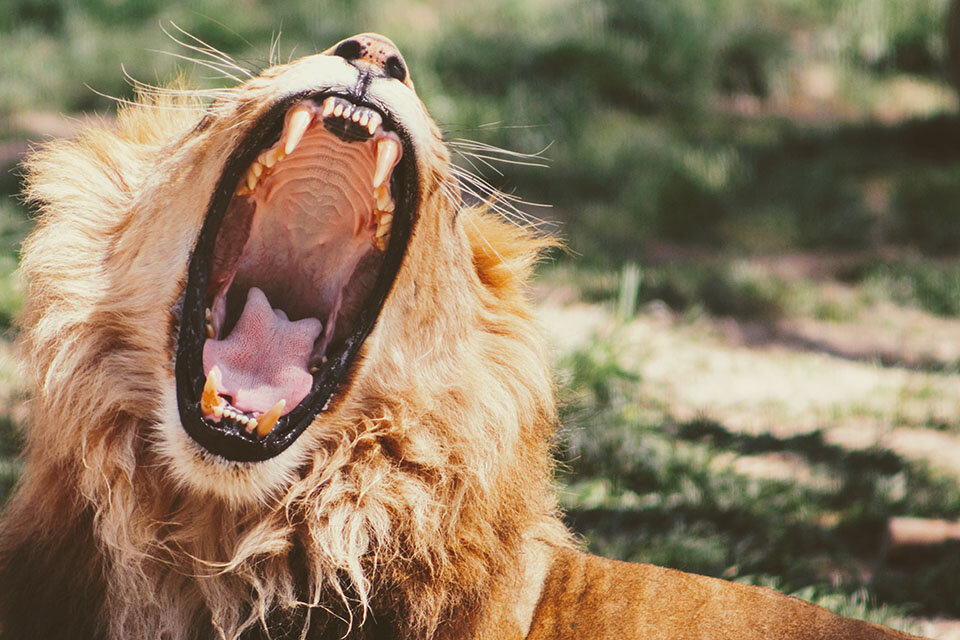 Фото: Яндекс картинки