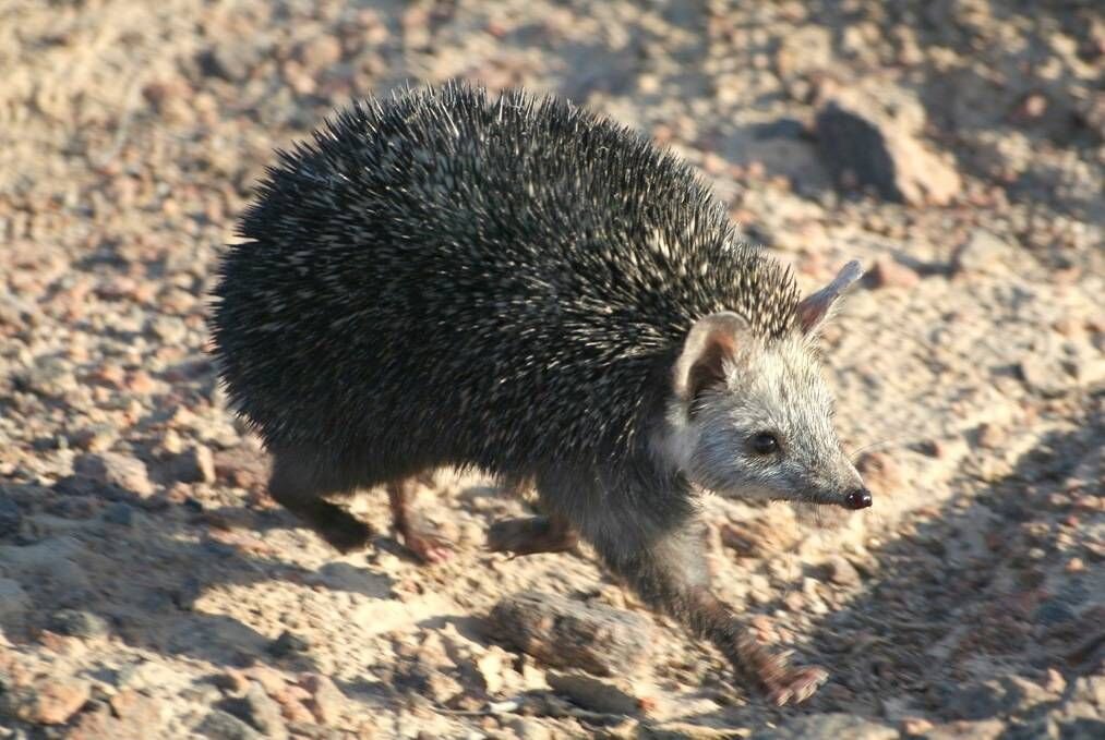 Где водятся ежи. Длинноиглый ёж. Ошейниковый ёж (Hemiechinus collaris). Лысый ёж Длинноиглый. Ущантый ёж.