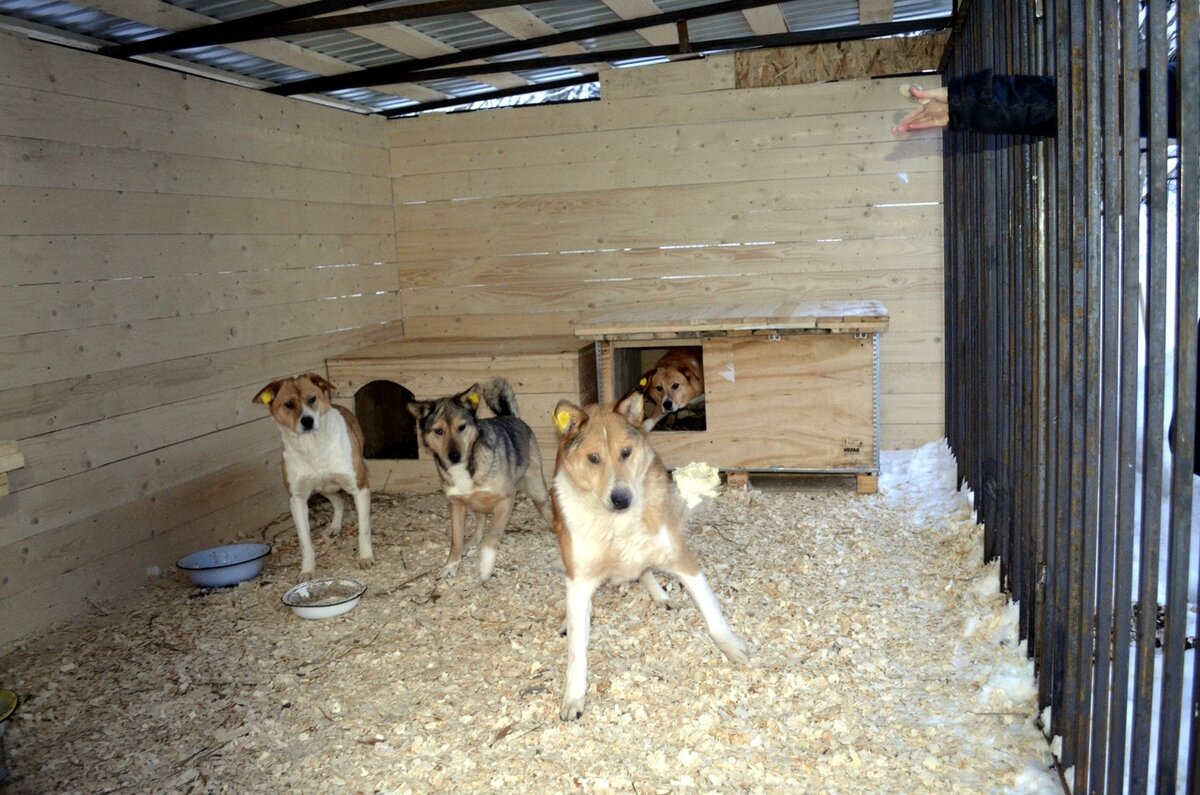 приют для животных нальчик