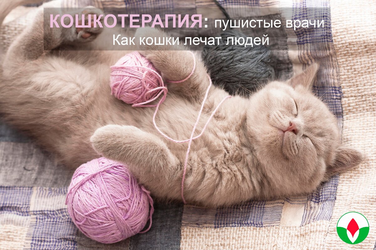 Пушистый мурлыка не только теплая грелка, но и мощный антидепрессант.