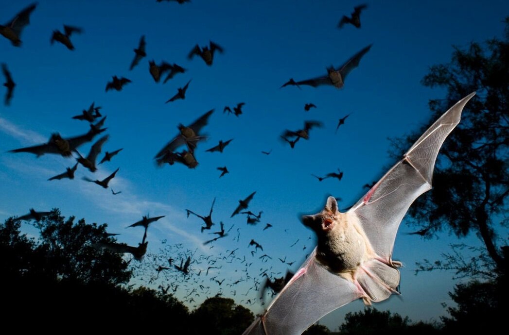 нильский крылан. летучая мышь в полете. рукокрылые летучие мыши. карликовый длинноязыкий крылан. почему летучие мыши летая в полной.