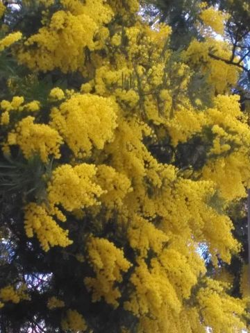 Мимоза в Афинах зацветает на Татьянин день
