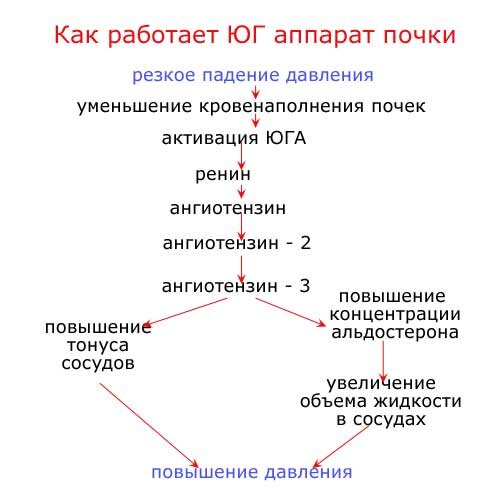 Трансплантация почки - Memorial