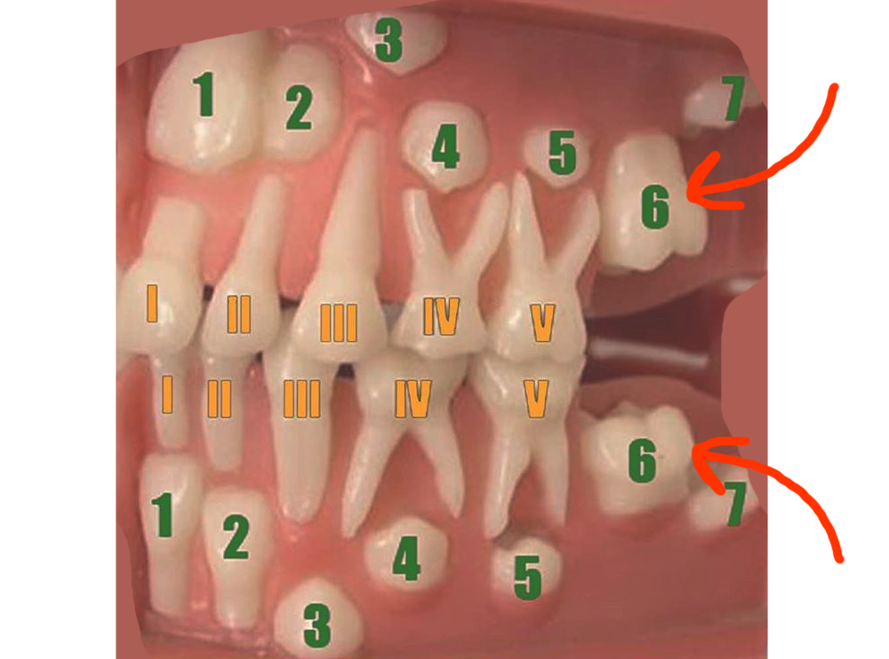 Прорезывание 6го постоянного зуба у детей.