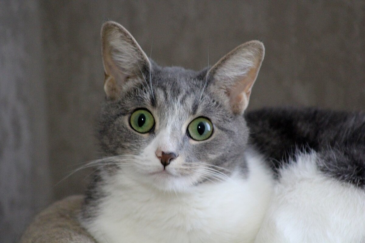 Ариша высматривает на просторах интернета своего хозяина