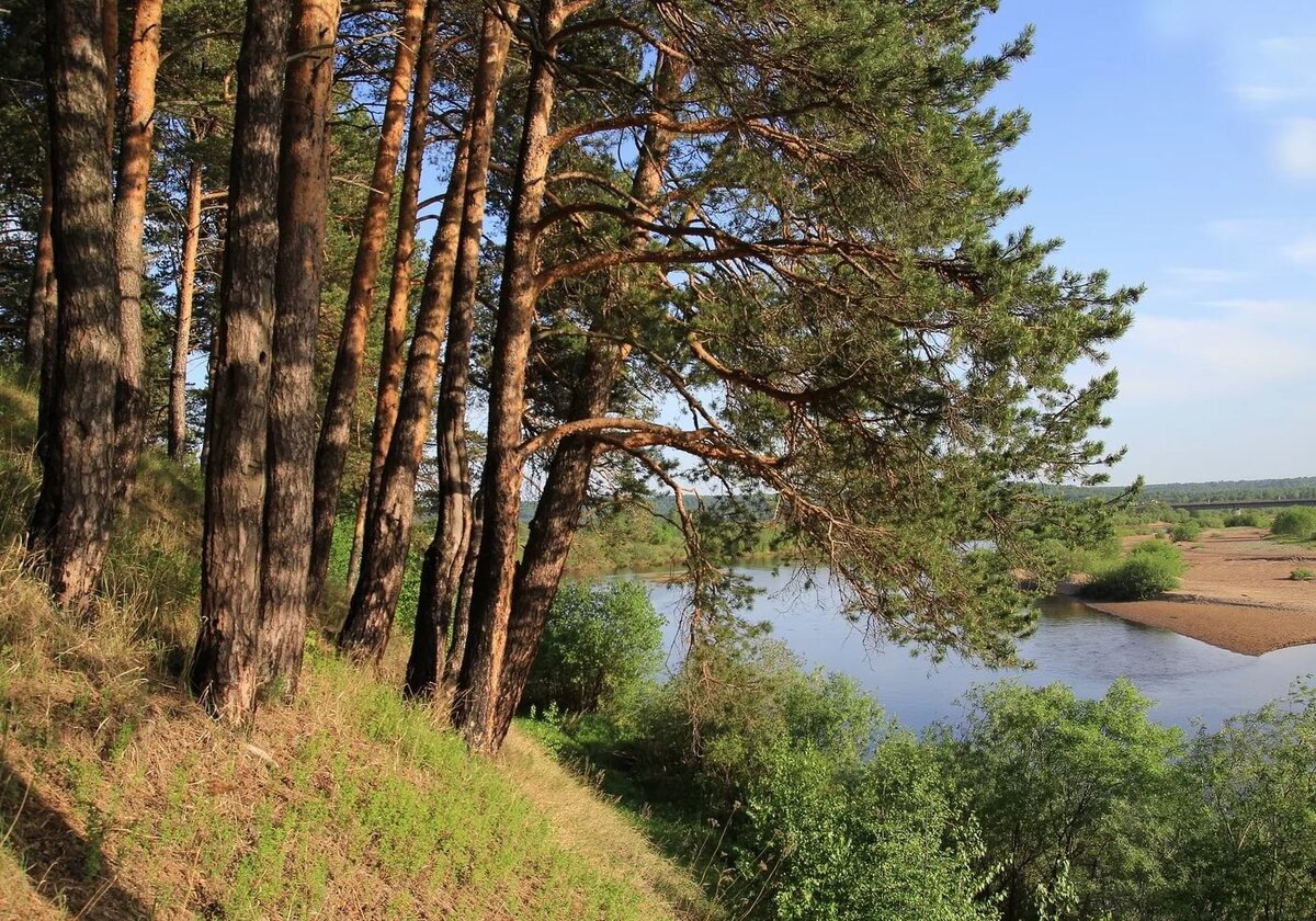 В озере есть участок. Соснового Бора соснового Бора. Река Угра Сосновый Бор. Река Обь Сосновый Бор берег. Берег Волги Сосновый лес Углич.