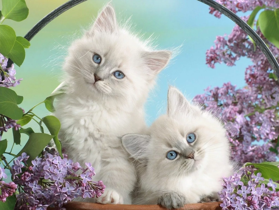 Кто-то любит котиков, к примеру...Из Сети