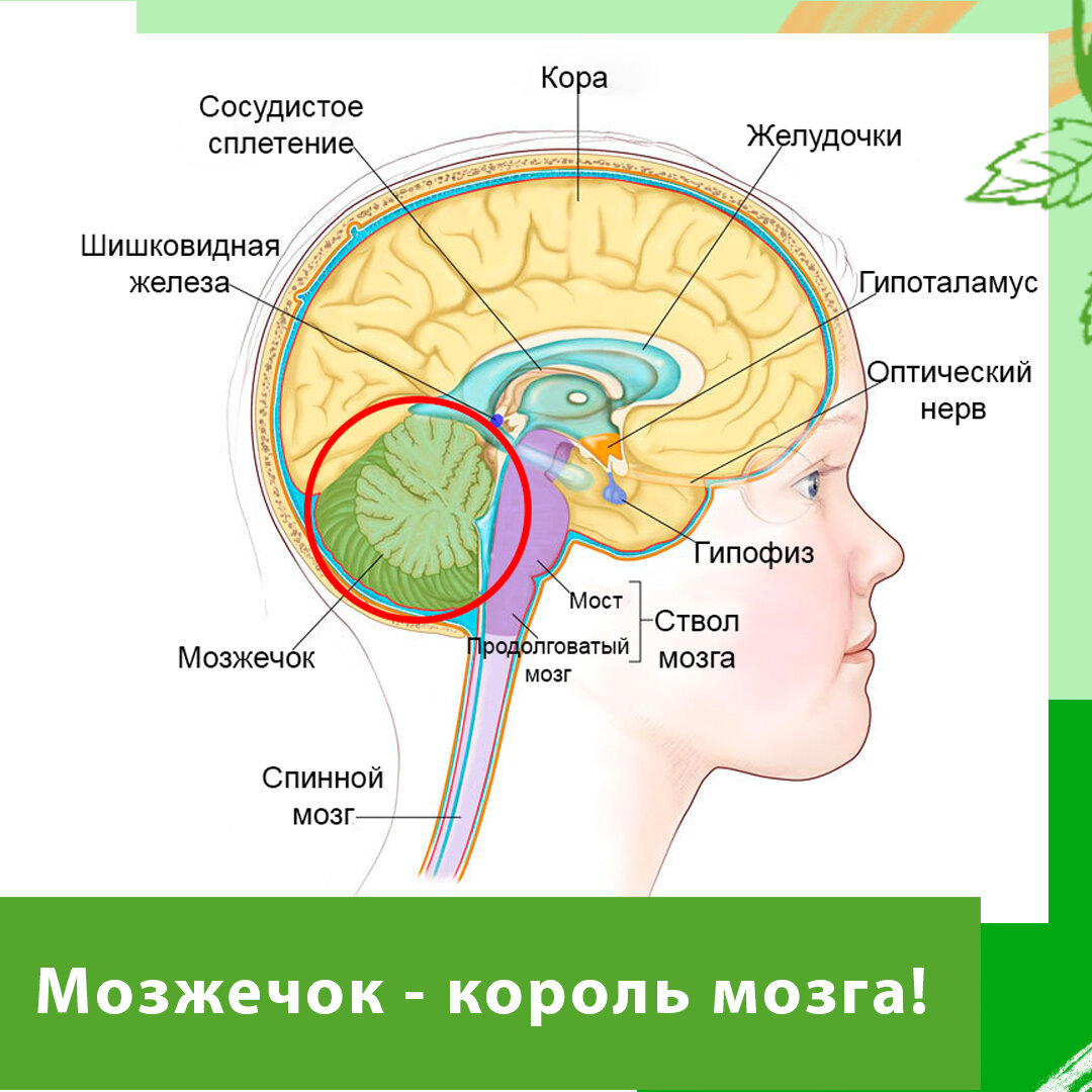 Стволовые структуры мозга