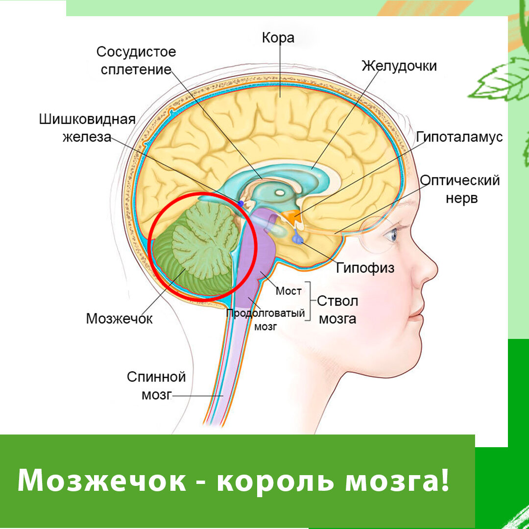 Где находится мозжечок рисунок