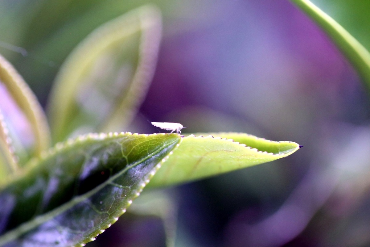 Как выбрать хороший, качественный чай