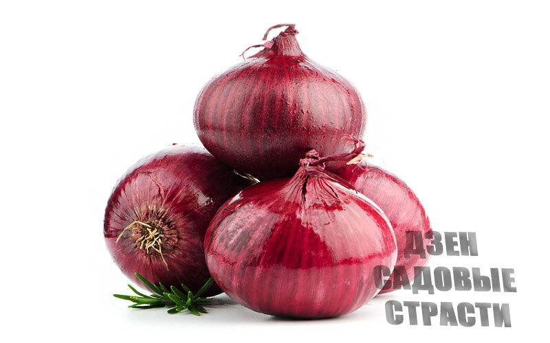 Сегодня мы разберемся во всей пользе репчатого лука! Все коротко и понятно.