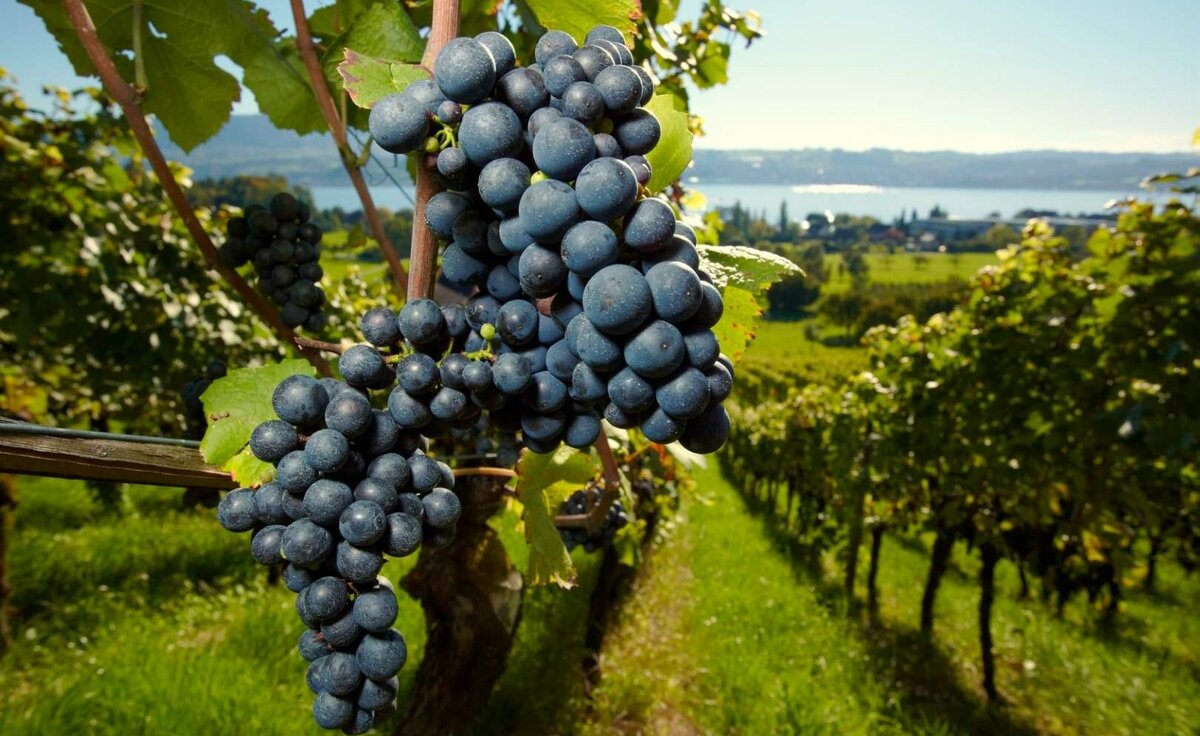 Виноградники в канаде