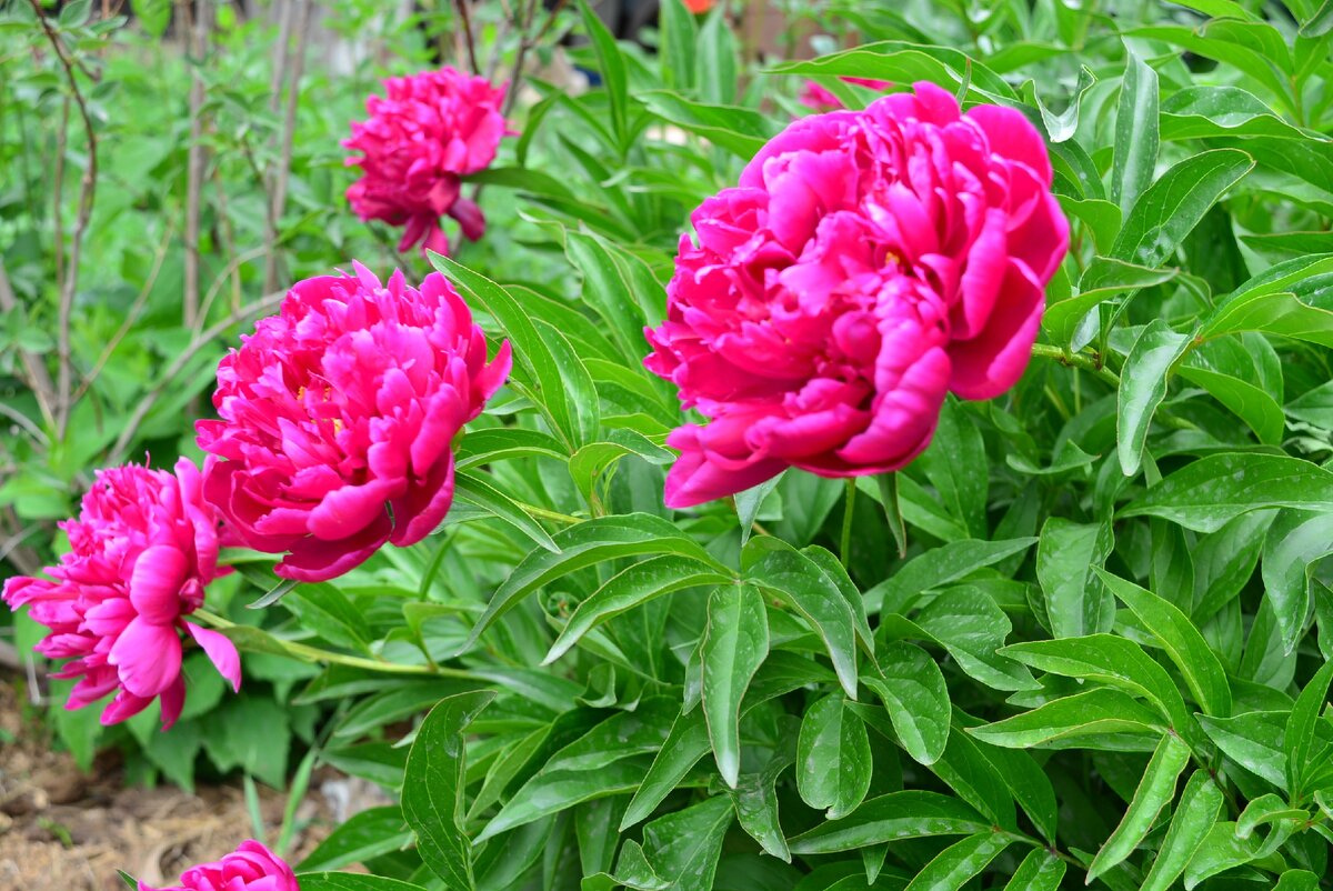 у меня земля плодородная: органики в ней и без хлеба хватает!