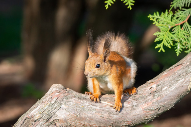 Источник изображения: https://www.freepik.com/