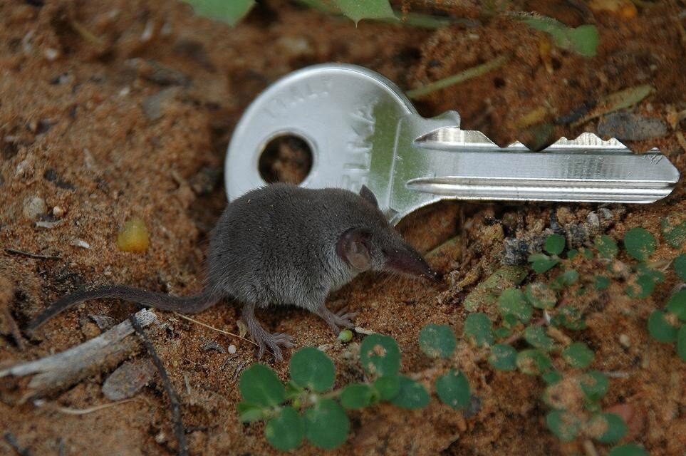 Самая маленькая землеройка