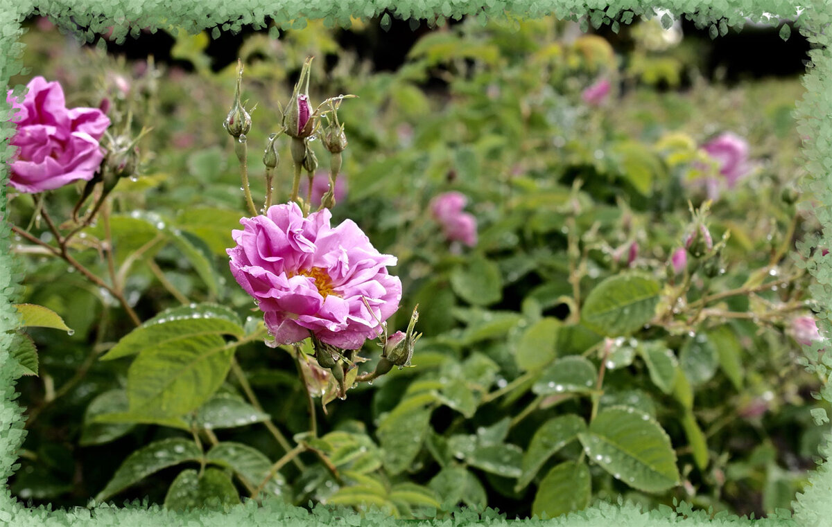 Плантация галльских роз 