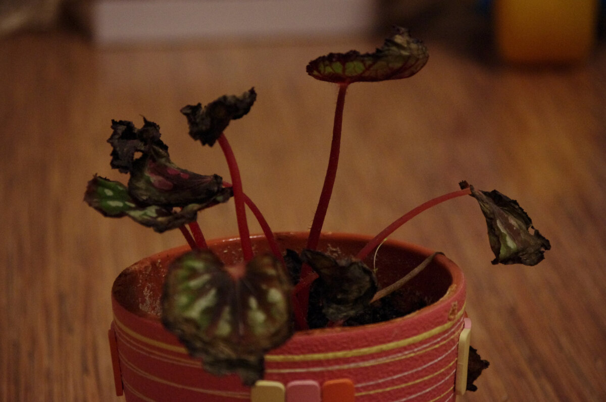 Признаки избыточного полива