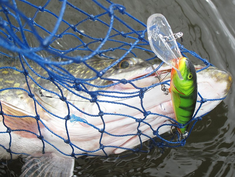 Щука пойманная на воблер Salmo Whitefish.