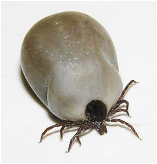 Напившийся клещ из рода Ixodes ricinus