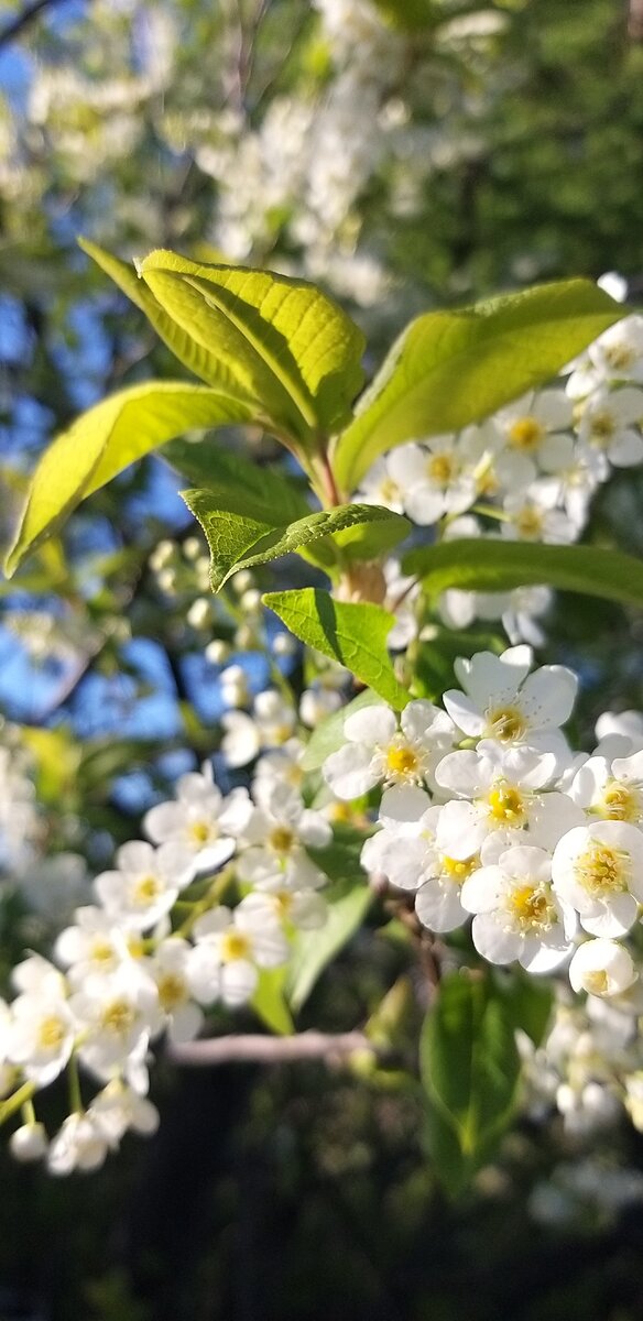 Ишака не получилось сфотографировать, только черемуху. Дерево растёт рядом и оно всяко лучше осла