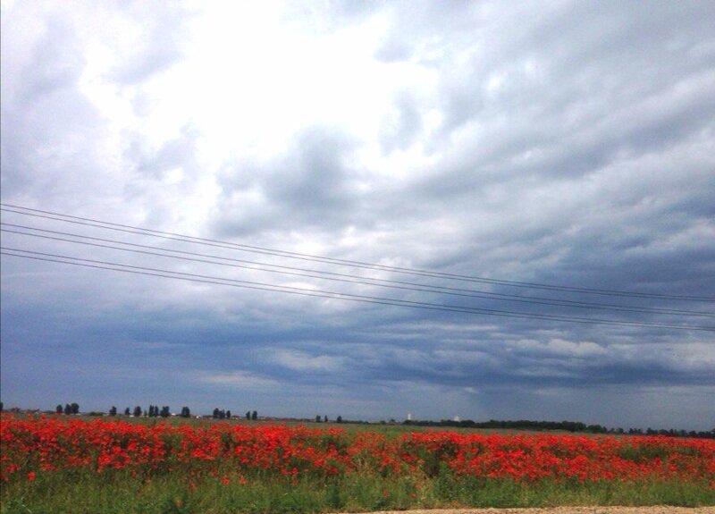 Маковое поле Краснодар