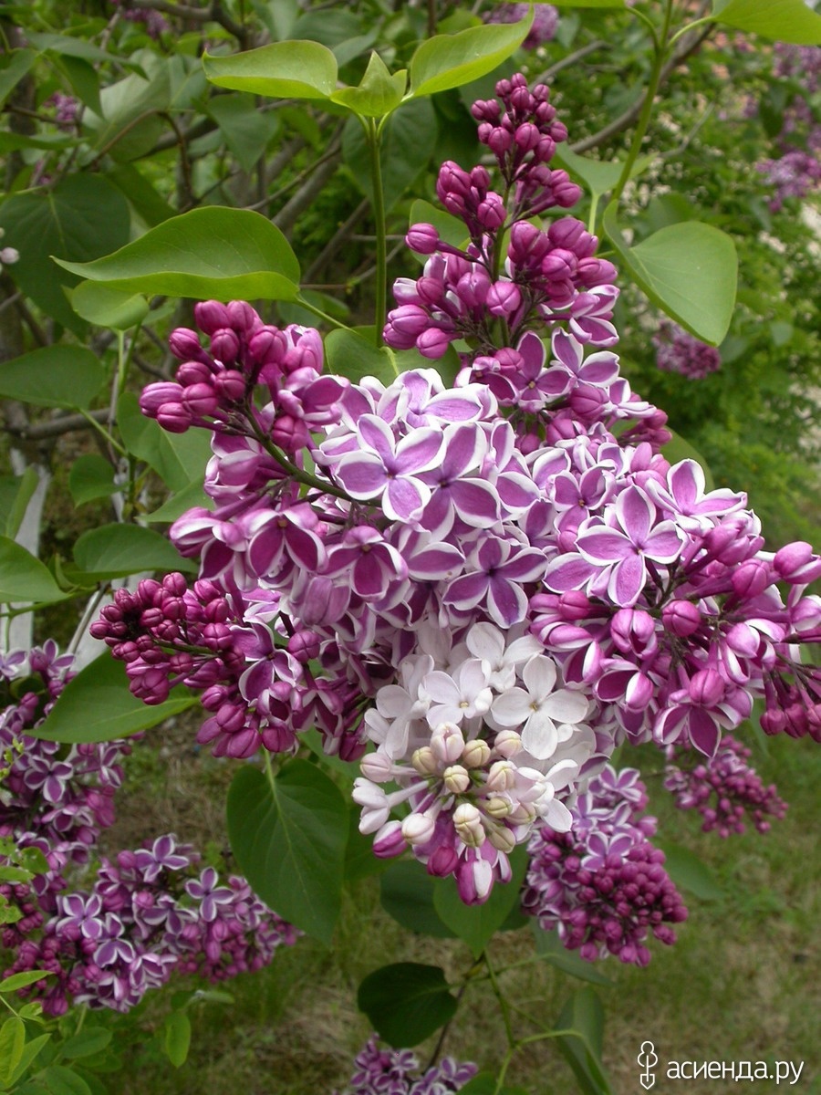 Яндекс картинка