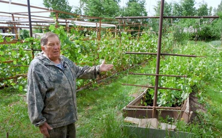 Шпалера для винограда своими руками на даче