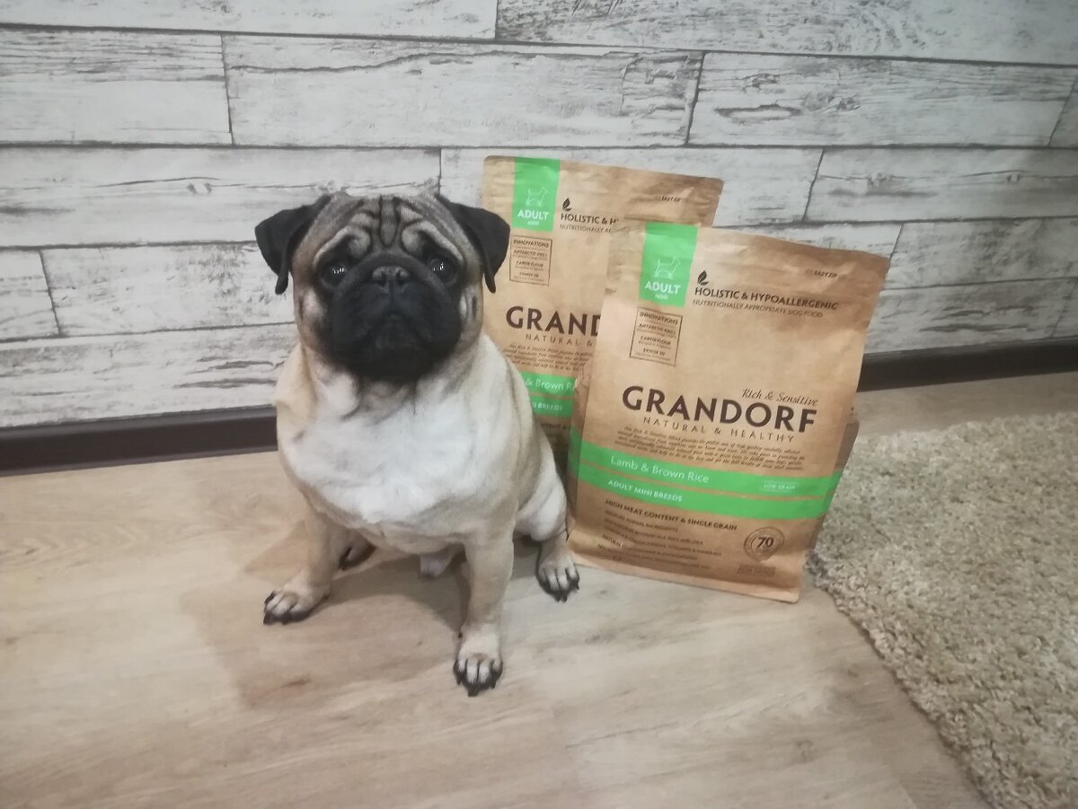 Мопс Джонни с покупкой из нашего зоомагазина ZooRim.ru