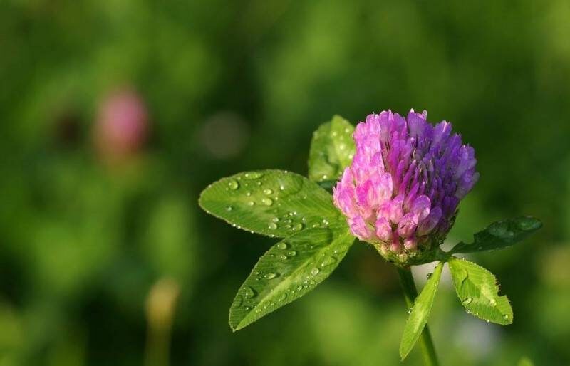 Фото: pixabay.com