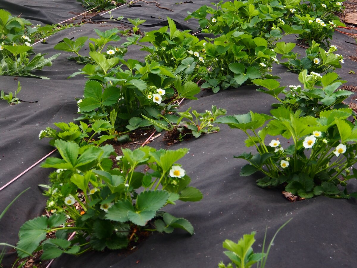 Грядки с плёнкой 