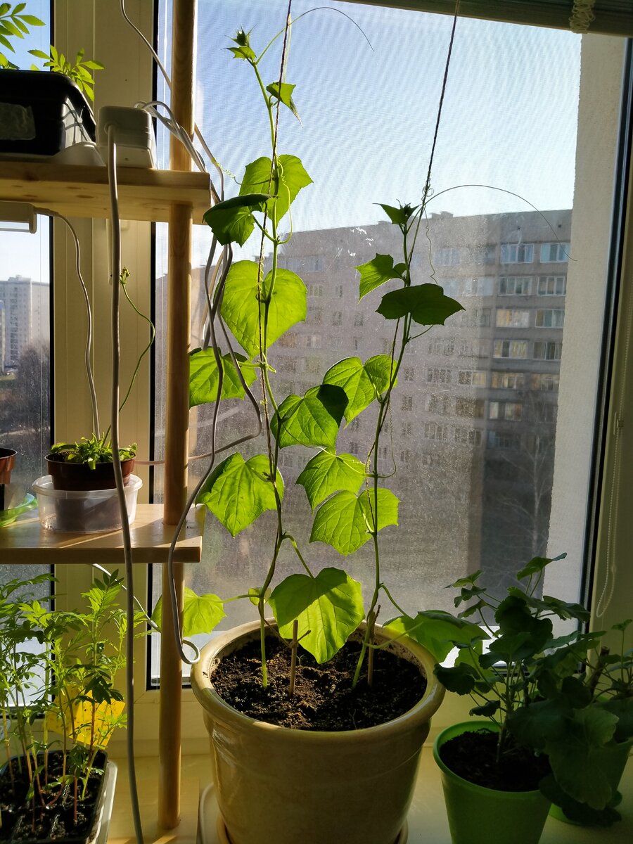 Вот так росли огурцы. 